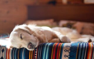 dog napping in bed